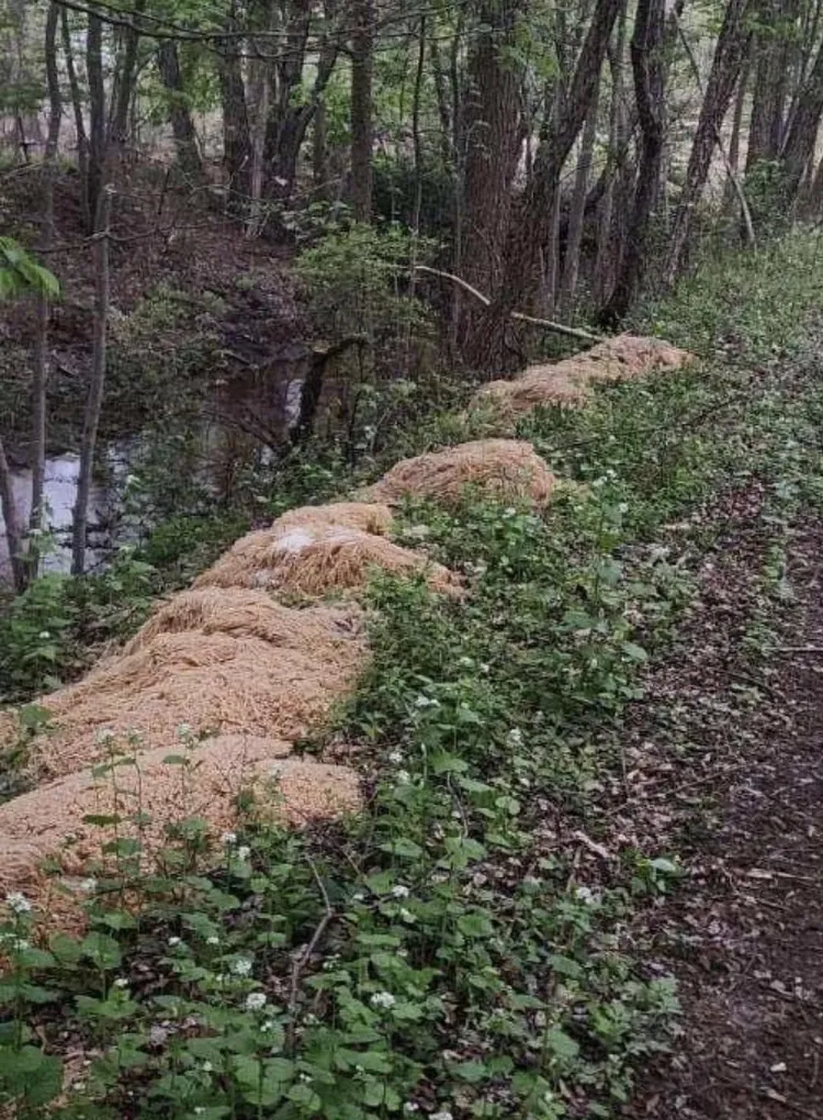 成堆有如小山的義大利麵，被棄置在林間溪邊。翻攝推特@worrystonee