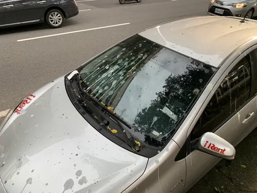 逛夜市車停「這裡」　慘遭鳥屎轟炸！基隆市府研議季節性禁停