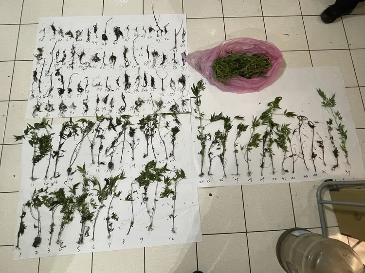 警方查扣的大麻。翻攝畫面
