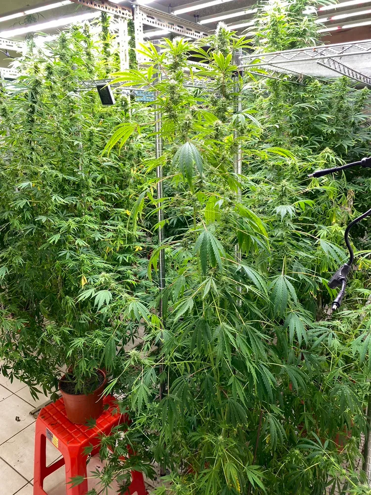 蕭男以扦插方式移植分株栽種大麻。翻攝畫面