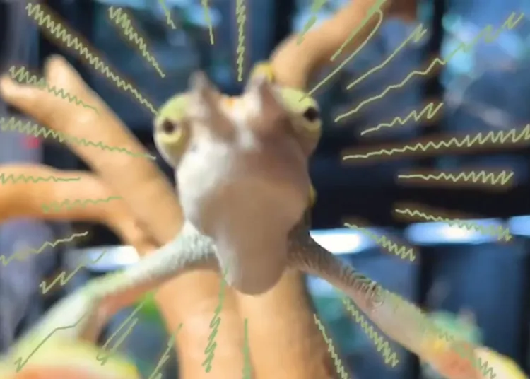 柏梅雙角變色龍賣萌討抱抱。FB粉專：《RGB. 爬寵變色龍》 / 官方網站：https://rgbchameleons.com/ 提供