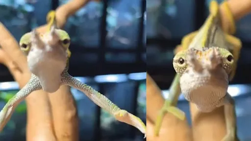 變色龍一臉無辜討抱抱 網融化「抱緊處理」