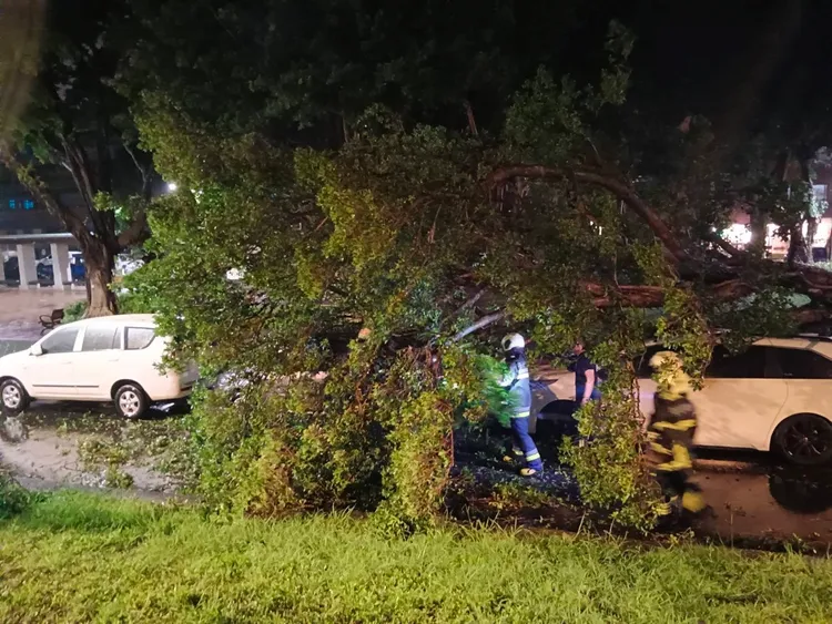 倒塌的路樹完全佔據道路，人車無法通行。翻攝畫面