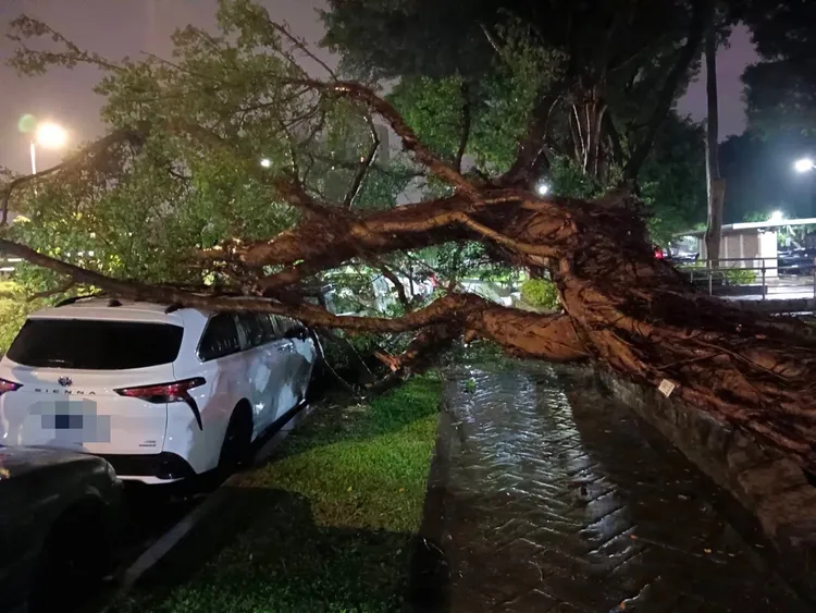 北投區榮華一路15巷1棵高約10公尺的路樹倒塌。翻攝畫面