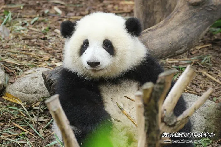 翻攝中國成都大熊貓繁育研究基金會
