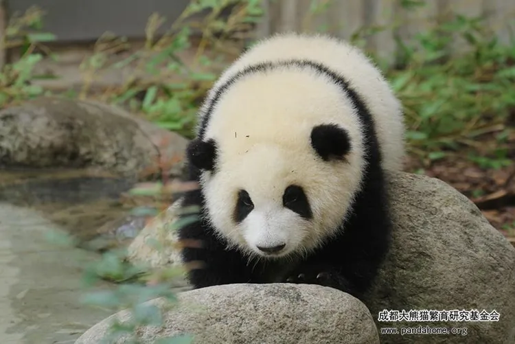 翻攝中國成都大熊貓繁育研究基金會