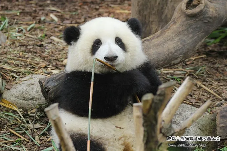 翻攝中國成都大熊貓繁育研究基金會