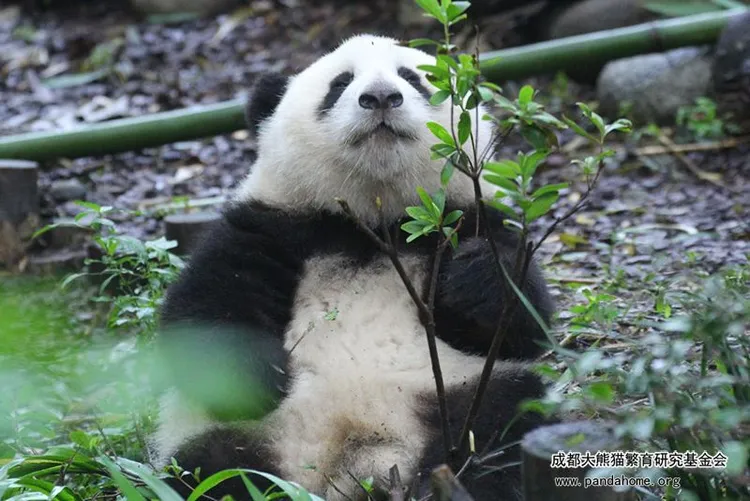 翻攝中國成都大熊貓繁育研究基金會