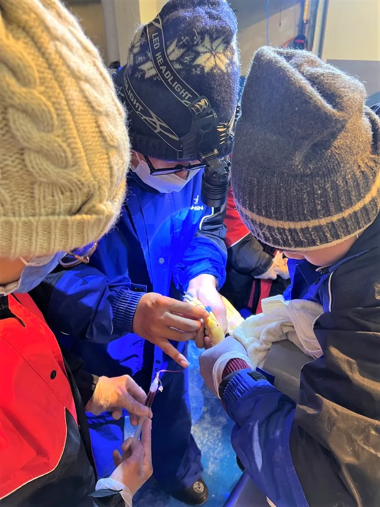 企鵝準備進行抽血檢驗。海生館提供