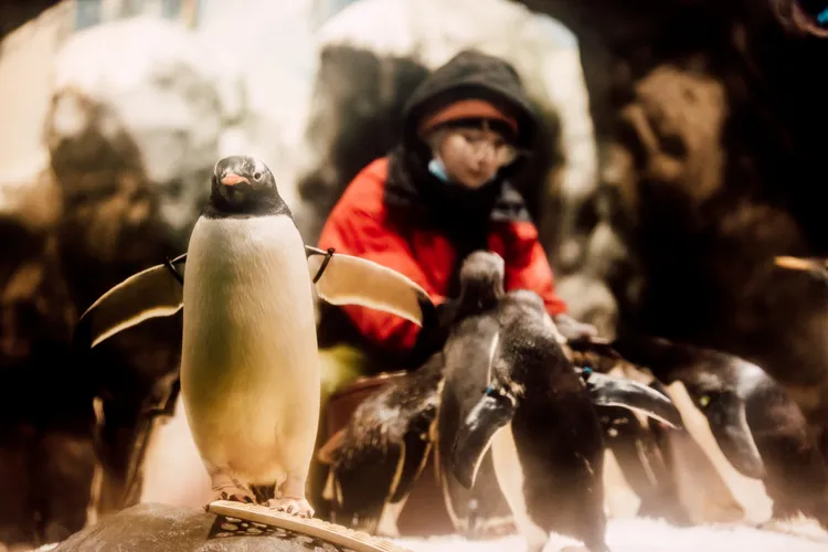 飼育員與企鵝們。海生館提供