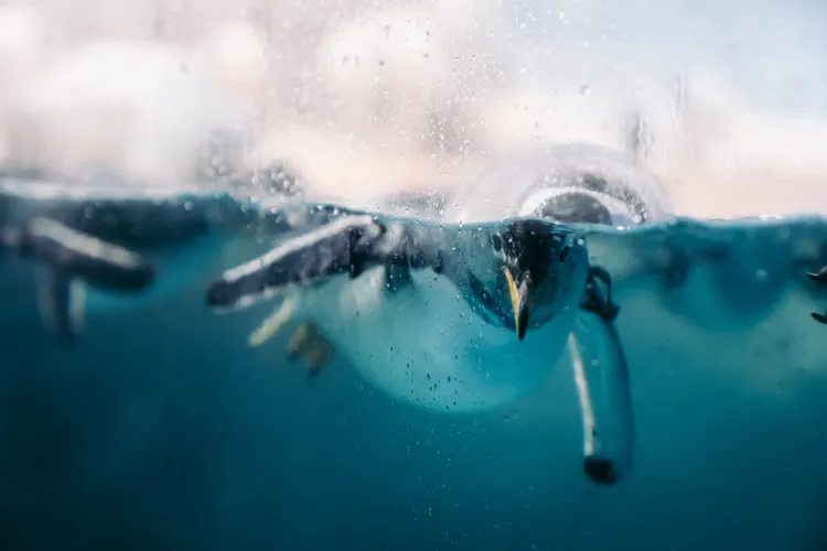 企鵝與遊客對視。海生館提供
