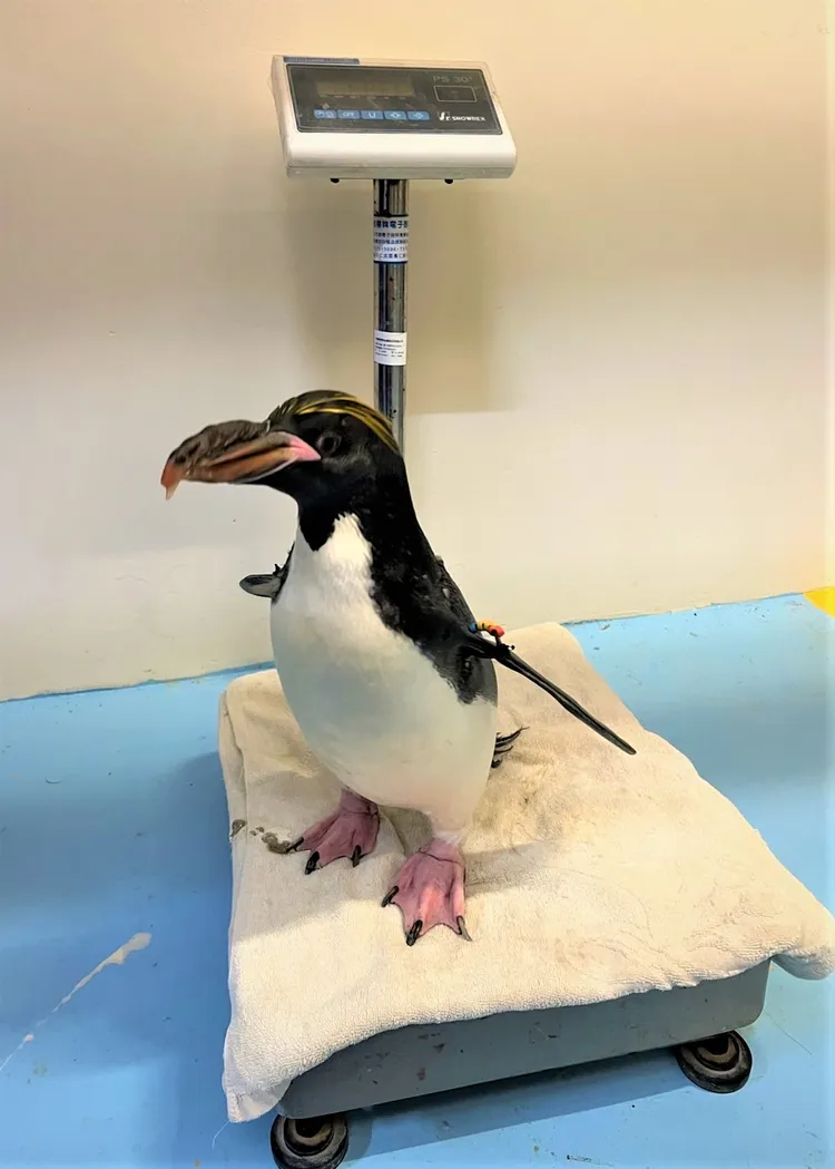 馬可羅尼企鵝量體重。海生館提供