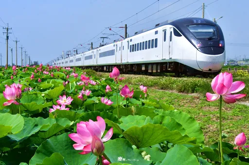 通霄鐵道荷花田爆收費爭議　網美景點沒了！田主心累全砍除