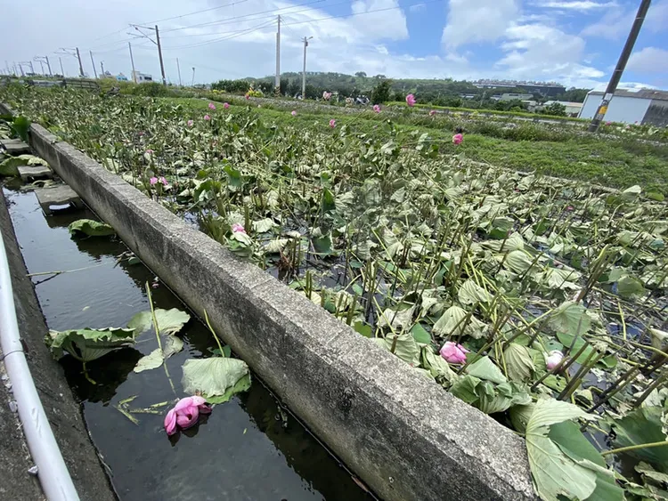 苗栗縣通霄鎮五南里平交道旁荷花田因能拍攝到火車、荷花同框美景而爆紅，但日前卻發生收費爭議，陳姓田主31日已將荷花全數砍除，讓不少民眾大嘆可惜。（民眾提供）中央社