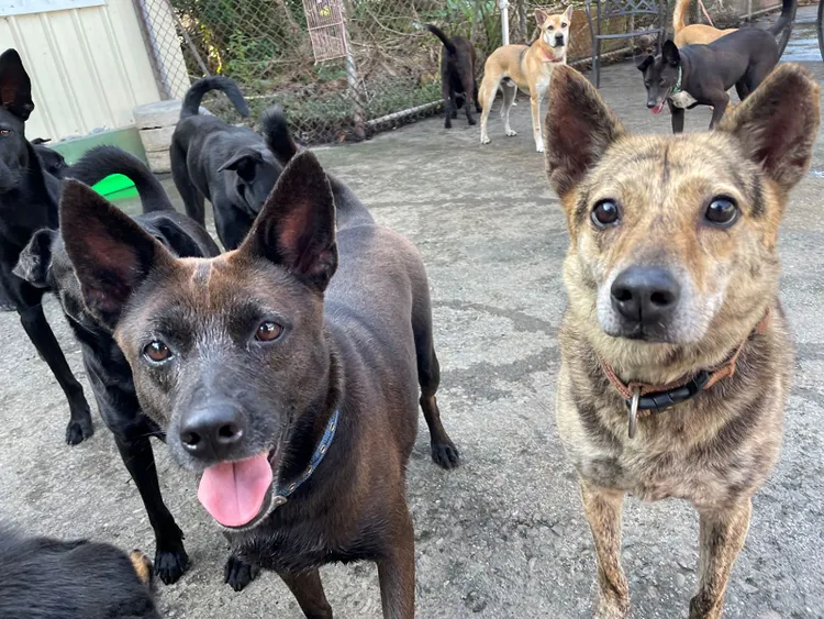 民眾到屏東縣公立犬貓中途之家認養35公斤以上大型犬、收容超過2年以上犬隻，可獲得首年寵物保險費每隻3000元補助。屏縣府提供