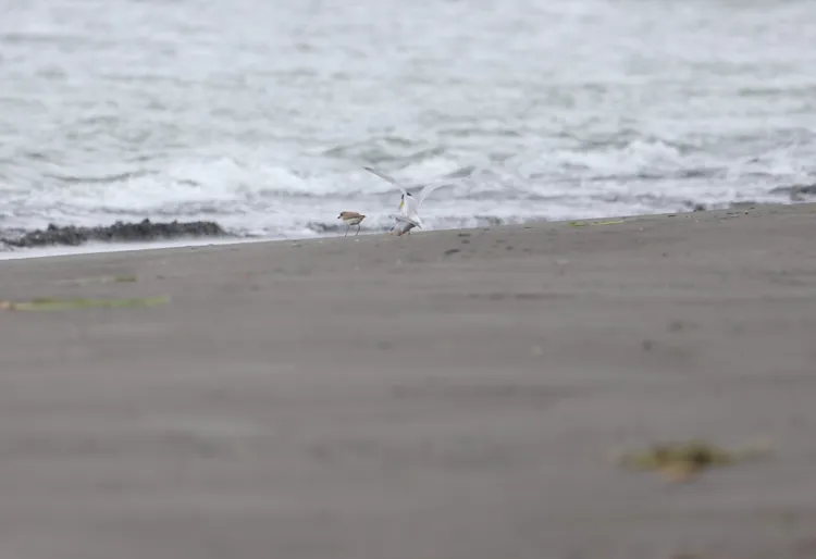 宜蘭新城溪口正在交配的小燕鷗，左側為東方環頸鴴。海保署提供