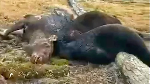 免費的最貴！爽吃橫死麋鹿　兩棕熊「嚴重燒傷」陪牠下黃泉