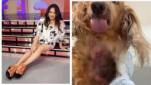 獨家|宋晉賢控前妻小甜甜虐狗傷勢照曝光 深可見骨她回應「不可能」