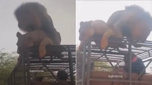 獅子跳車頂「讓你近距看做愛」 男客竟閃一邊!雄獅火了朝他怒吼