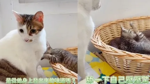 幼喵聞喵皇那股味反應曝　網笑噴：舔腳都比你香
