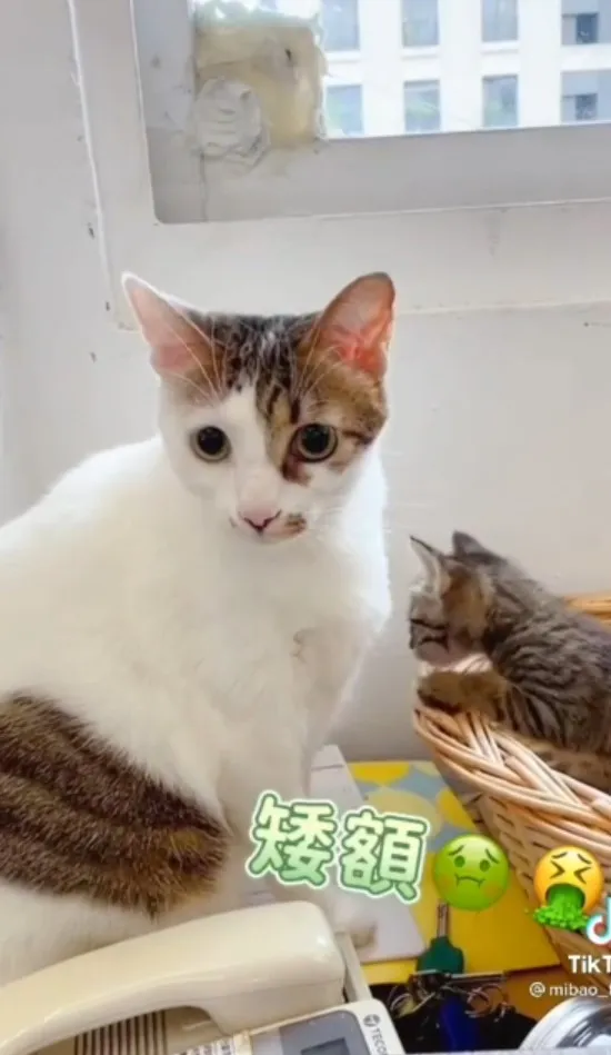 偶們要永遠相親相愛。TikTok@mibao_faftat 提供