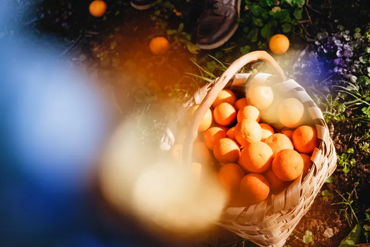 新香選用產自義大利西西里島里貝拉的香草橙。品牌提供