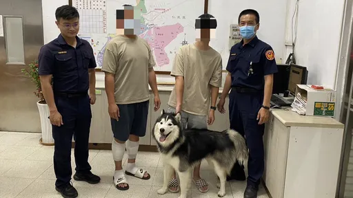 卖萌找主人!哈士奇逃家路口拦车 靠这招重回主人怀抱