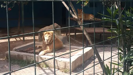 動物園員工「我家獅子不攻擊人」　4歲童進籠合影立即被撕下頭皮