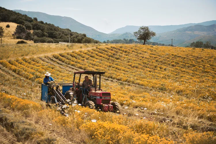 來自南法科西嘉島的金黃蠟菊。品牌提供