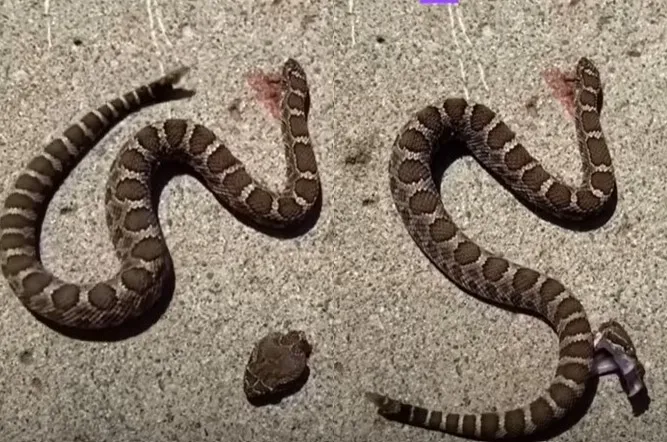 已經頭身分離的響尾蛇（左圖），斷首一被蛇尾碰到，立刻狠咬自己的身軀（右圖）。翻攝Youtube/RBI Snake Wrangler