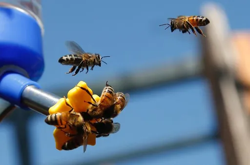 吃肉代替花蜜! 你可能不知道的蜜蜂6件事