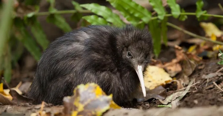 翻攝紐西蘭環保局網站