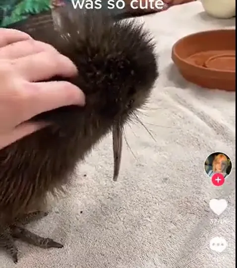 邁阿密動物園標榜付費770元台幣即可與奇異鳥互動。擷取自影片