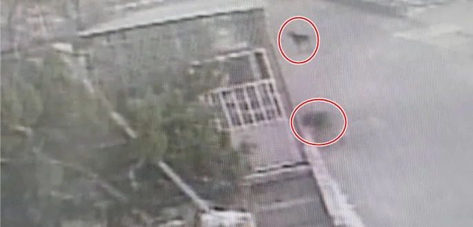 兩隻「小黑」先在曬衣場外徘徊。讀者提供