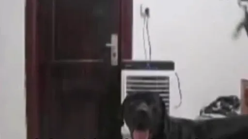 她私闖民宅被狗咬傷 竟要屋主賠償醫藥費誤工費