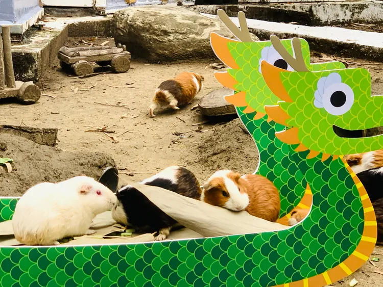 天竺鼠大快朵頤整顆吃光光。頑皮世界提供