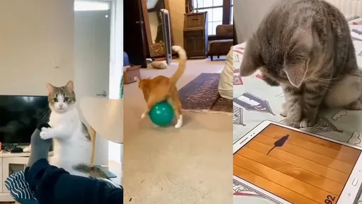 貓皇最想銷毀的證據!呆萌時刻連自己都會怕