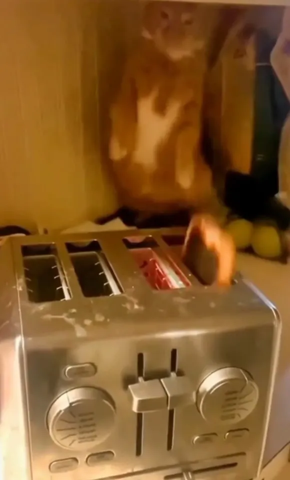 吐司烤好彈起來，貓咪嚇到跟著彈跳。IG @catomusk 提供