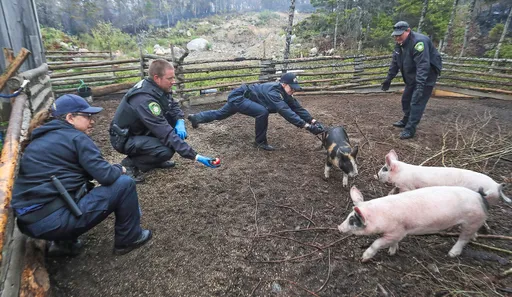 森林大火防「豬羊變色」 動保員賣力捕豬急撤退