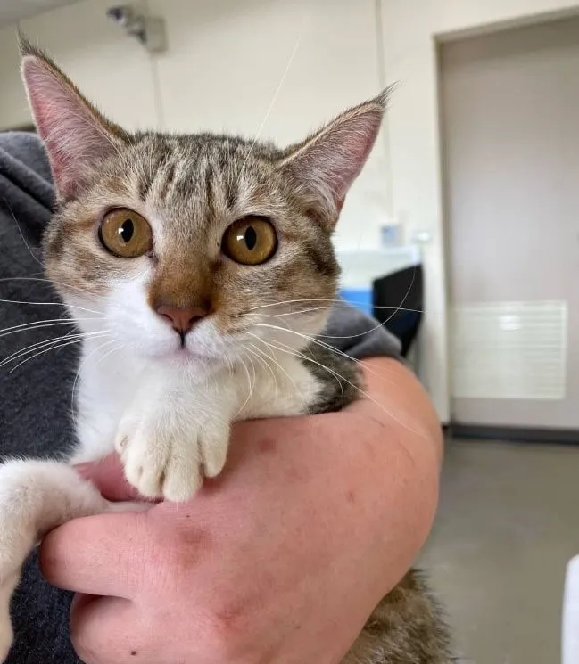 動物保護教育園區收養的喵星人。桃園市農業局提供