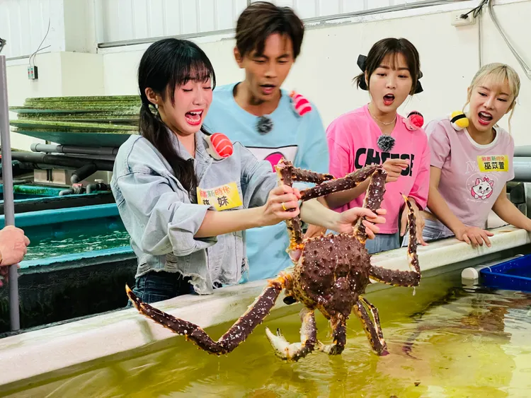 慈妹（左起）手抓松葉蟹，阿翔、藍藍、巫苡萱看了驚呆。民視提供