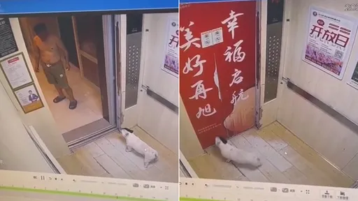 狗狗「懶得遛主人」突然失蹤　竟是天氣熱直接搭電梯回家了