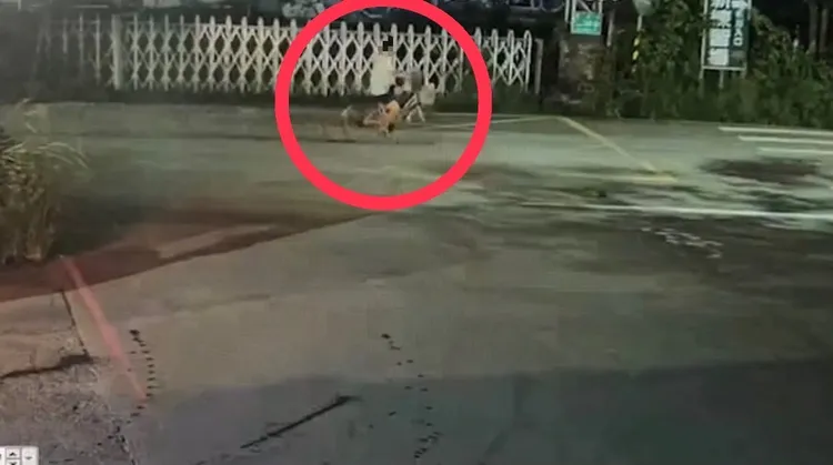 嫌犯騎乘單車犯案。翻攝畫面