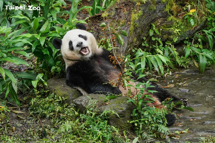 「圓寶」脫毛問題已獲得改善。動物園提供（詹德川攝）