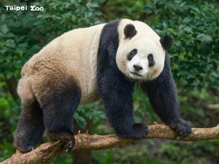 大貓熊會利用粗糙的樹皮摩擦身體止癢。動物園提供（詹德川攝）