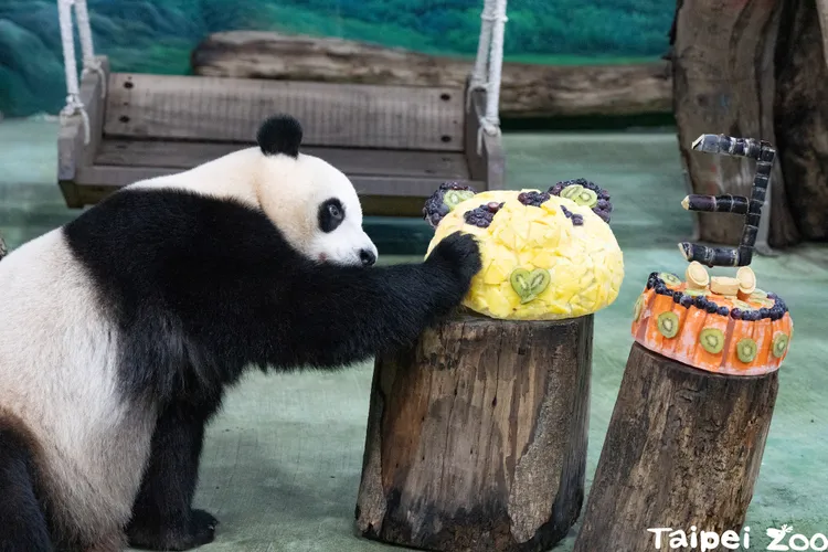 今年是「圓寶」第一次獨自過生日。動物園提供