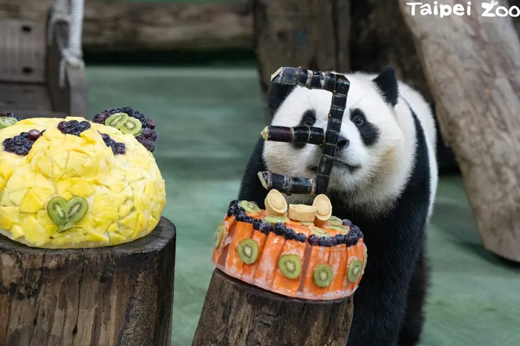 「圓寶」目前的體重約94.5公斤。動物園提供