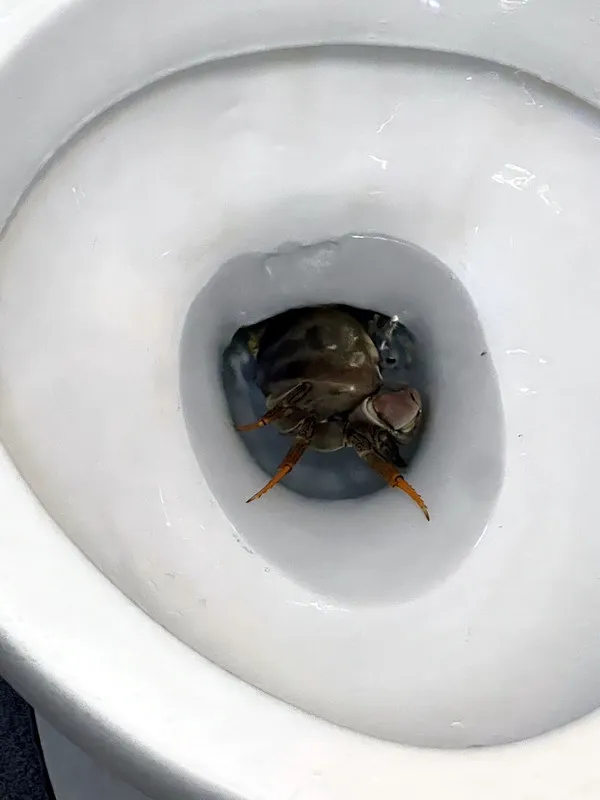 馬桶竟竄出大螃蟹。取自中央社
