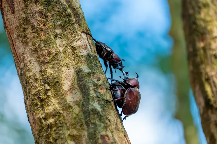 羊稠步道獨角仙。桃園市府提供