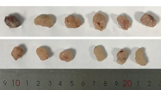 3機構4作者4論文「同一把鋼尺」　糗了！3篇論文已經被撤銷